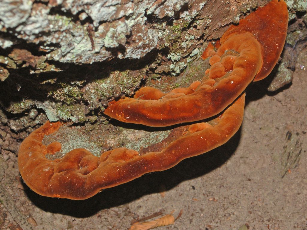Dei grandi carpofori rossastri (Phellinus torulosus)
